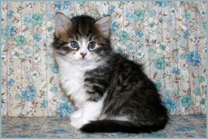 Female Siberian Kitten from Deedlebug Siberians